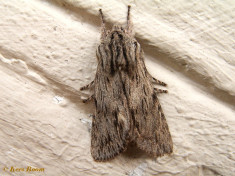 76867-Kromzitter - Asteroscopus sphinx