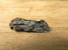 76868-Kromzitter - Asteroscopus sphinx