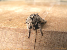 76869-Kromzitter - Asteroscopus sphinx