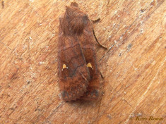 80523-Wachtervlinder - Eupsilia transversa