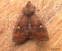 80524-Wachtervlinder - Eupsilia transversa