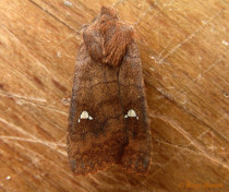 80525-Wachtervlinder - Eupsilia transversa