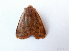 80665-Bosbesuil-Conistra-vaccinii