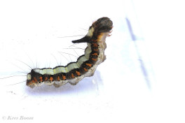 83576-Psi-uil - Acronicta psi