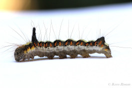 83578-Psi-uil - Acronicta psi