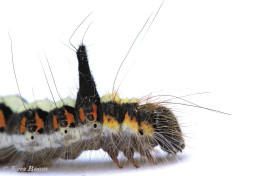 83579-Psi-uil - Acronicta psi