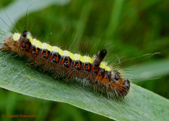 83580-Psi-uil-Acronicta-psi