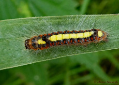 83581-Psi-uil-Acronicta-psi