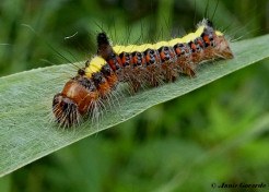 83582-Psi-uil-Acronicta-psi