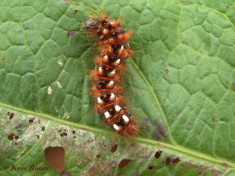 83932-Zuringuil - Acronicta rumicis
