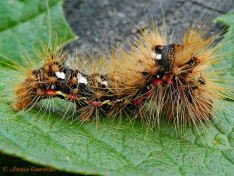 83937-Zuringuil - Acronicta rumicis