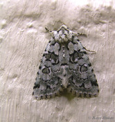 84433-Groene korstmosuil - Nyctobrya muralis