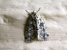 84434-Groene korstmosuil - Nyctobrya muralis