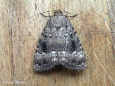 85023-Piramidevlinder - Amphipyra pyramidea