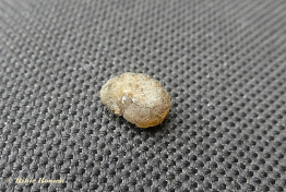 85288-Zwart-Weeskind-Mormo-maura