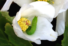 85775B-Agaatvlinder-Phlogophora-meticulosa