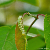 87290-Hyena-Cosmia-trapezina