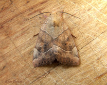 87306-Hyena - Cosmia trapezina