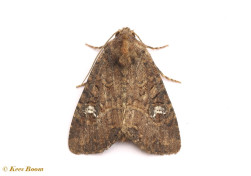 90080-Weidehalmuiltje-Mesapamea-secalella