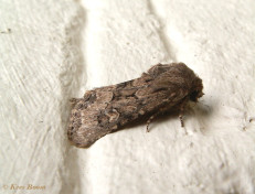 90794-Gewone grasuil - Luperina testacea