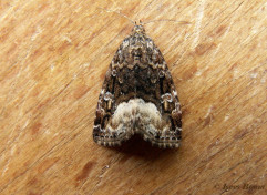 95653-Donkere marmeruil - Deltote pygarga