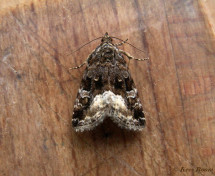 95654-Donkere marmeruil - Deltote pygarga