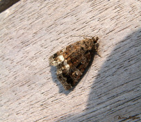 95655-Donkere marmeruil - Deltote pygarga