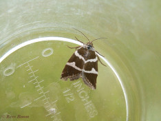 95863-Zilverstreep - Deltote bankiana