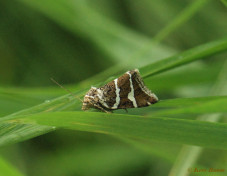 95864-Zilverstreep - Deltote bankiana