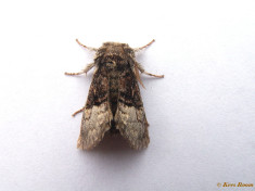 96212-Hazelaaruil - Colocasia coryli