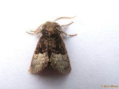 96213-Hazelaaruil - Colocasia coryli