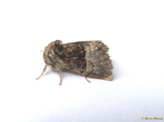 96214-Hazelaaruil - Colocasia coryli