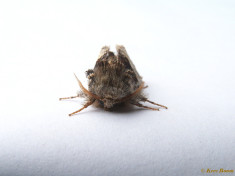 96215-Hazelaaruil - Colocasia coryli