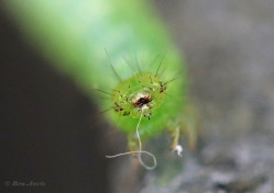 98070H-Gamma-uil-Autographa-gamma