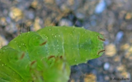 98070I-Gamma-uil-Autographa-gamma