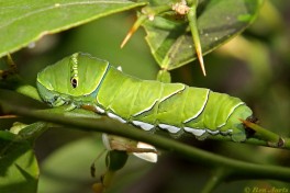 871.510- Asian swallowtail - Papilio xuthus