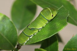 871.511- Asian swallowtail - Papilio xuthus