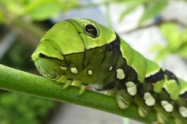 871.514- Asian swallowtail - Papilio xuthus
