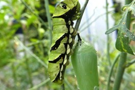 871.515- Asian swallowtail - Papilio xuthus