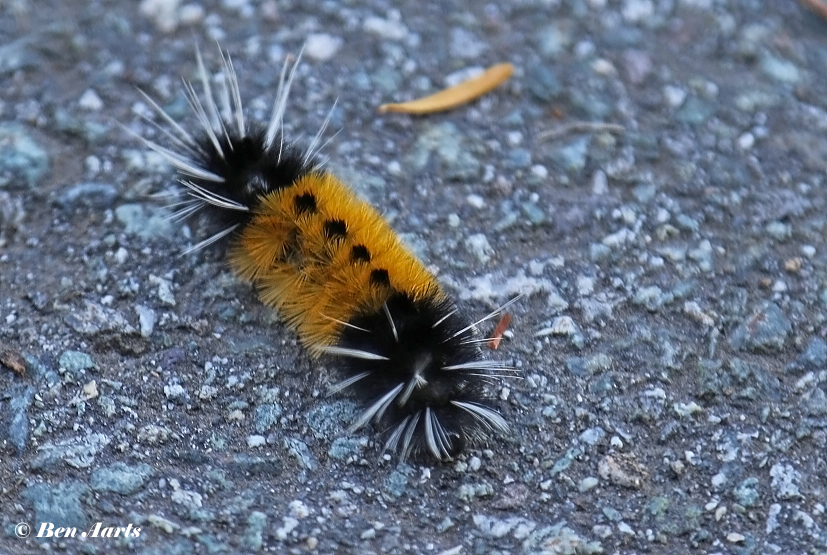 023.161-Spotted-tussock-moth-Lophocampa-maculata