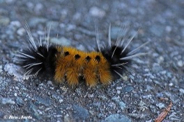 023.162-Spotted-tussock-moth-Lophocampa-maculata
