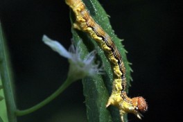 40852-Grote-wintervlinder-Erannis-defoliaria