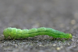 98070-Gamma-uil-Autographa-gamma