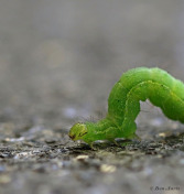 98070G-Gamma-uil-Autographa-gamma