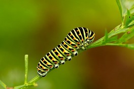 02722-Koninginnenpage - Papilio machaon
