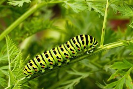02724-Koninginnenpage - Papilio machaon