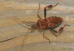 035161-Bladpootrandwants-Leptoglossus-occidentalis