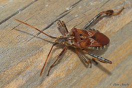 035162-Bladpootrandwants-Leptoglossus-occidentalis