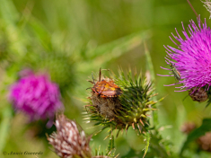 084220-Knoopkruid-schildwants-Carpocoris-purpereipennes
