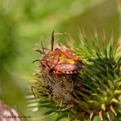 084221-Knoopkruid-schildwants-Carpocoris-purpereipennes